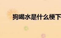 狗喝水是什么梗下一句 ghs是什么梗