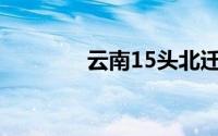 云南15头北迁野象临近昆明