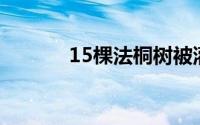 15棵法桐树被灌农药濒临死亡