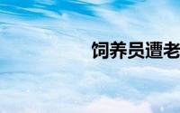 饲养员遭老虎袭击身亡