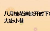 八月桂花遍地开时下行走在广元市昭化城区的大街小巷