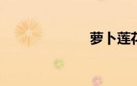 萝卜莲花怎么养