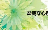 盆栽穿心莲怎么扦插