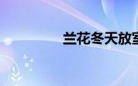 兰花冬天放室内还是室外