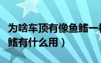 为啥车顶有像鱼鳍一样的东西（汽车车顶的鱼鳍有什么用）