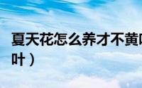 夏天花怎么养才不黄叶（夏天花如何养才不黄叶）