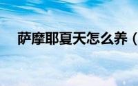 萨摩耶夏天怎么养（萨摩耶夏天的养法）