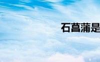 石菖蒲是野韭菜吗