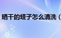 晒干的蛏子怎么清洗（晒干的蛏子如何清洗）