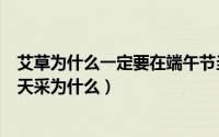 艾草为什么一定要在端午节当天采（艾草一定要在端午节当天采为什么）