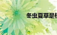 冬虫夏草是植物还是动物