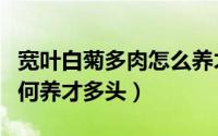 宽叶白菊多肉怎么养才多头（宽叶白菊多肉如何养才多头）