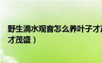 野生滴水观音怎么养叶子才茂盛（野生滴水观音如何养叶子才茂盛）
