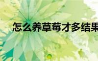 怎么养草莓才多结果（怎如何养殖草莓）