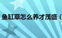 鱼缸草怎么养才茂盛（鱼缸草如何养才茂盛）