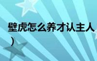 壁虎怎么养才认主人（壁虎养久了会认主人吗）