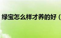 绿宝怎么样才养的好（绿宝如何样才养的好）
