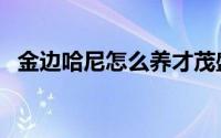 金边哈尼怎么养才茂盛（金边哈尼怎么养）