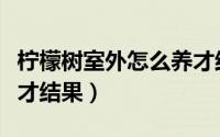 柠檬树室外怎么养才结果（柠檬树室外如何养才结果）