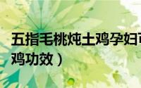 五指毛桃炖土鸡孕妇可以吃吗（五指毛桃炖土鸡功效）