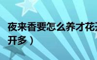夜来香要怎么养才花开的多（如何养夜来香花开多）