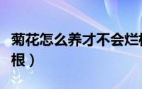 菊花怎么养才不会烂根（菊花如何养才不会烂根）