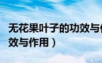 无花果叶子的功效与作用点（无花果叶子的功效与作用）