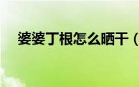 婆婆丁根怎么晒干（婆婆丁根晒干方法）