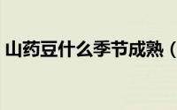 山药豆什么季节成熟（山药豆哪个季节成熟）