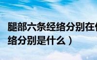 腿部六条经络分别在什么位置图（腿部六条经络分别是什么）