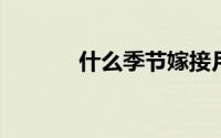 什么季节嫁接月季花成活率高