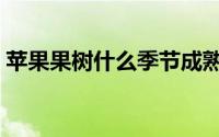 苹果果树什么季节成熟（苹果什么时候成熟）
