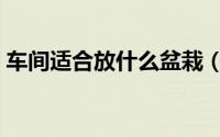 车间适合放什么盆栽（车间适合放哪些盆栽）