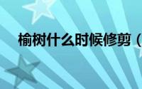 榆树什么时候修剪（榆树哪个时候修剪）