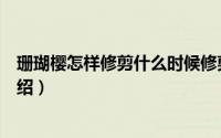 珊瑚樱怎样修剪什么时候修剪（珊瑚樱的修剪和培育方法介绍）