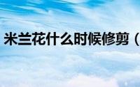 米兰花什么时候修剪（米兰花修剪时间介绍）