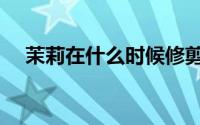 茉莉在什么时候修剪（茉莉的修剪技巧）