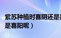 紫苏种植时喜阴还是喜阳（紫苏种植时喜阴还是喜阳呢）