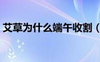 艾草为什么端午收割（艾草端午收割的作用）
