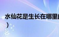 水仙花是生长在哪里的（水仙花生长地方介绍）