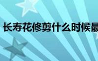 长寿花修剪什么时候最好（长寿花修剪时间）