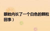 眼睑内长了一个白色的颗粒（眼睑长了一个白色颗粒是怎么回事）
