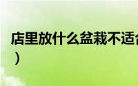 店里放什么盆栽不适合（店里不能摆什么盆栽）