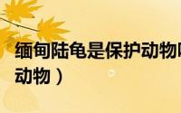缅甸陆龟是保护动物吗（缅甸陆龟是不是保护动物）