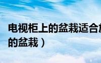 电视柜上的盆栽适合放什么（电视柜上可以放的盆栽）