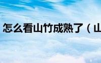 怎么看山竹成熟了（山竹怎么样才算成熟了）