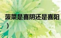 菠菜是喜阴还是喜阳（菠菜是喜阴还是喜阳呢）