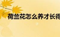荷兰花怎么养才长得好（如何养荷兰花）