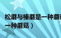 松蘑与榛蘑是一种蘑菇吗（松蘑与榛蘑是不是一种蘑菇）