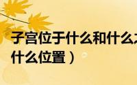 子宫位于什么和什么之间呈什么位（子宫位于什么位置）
